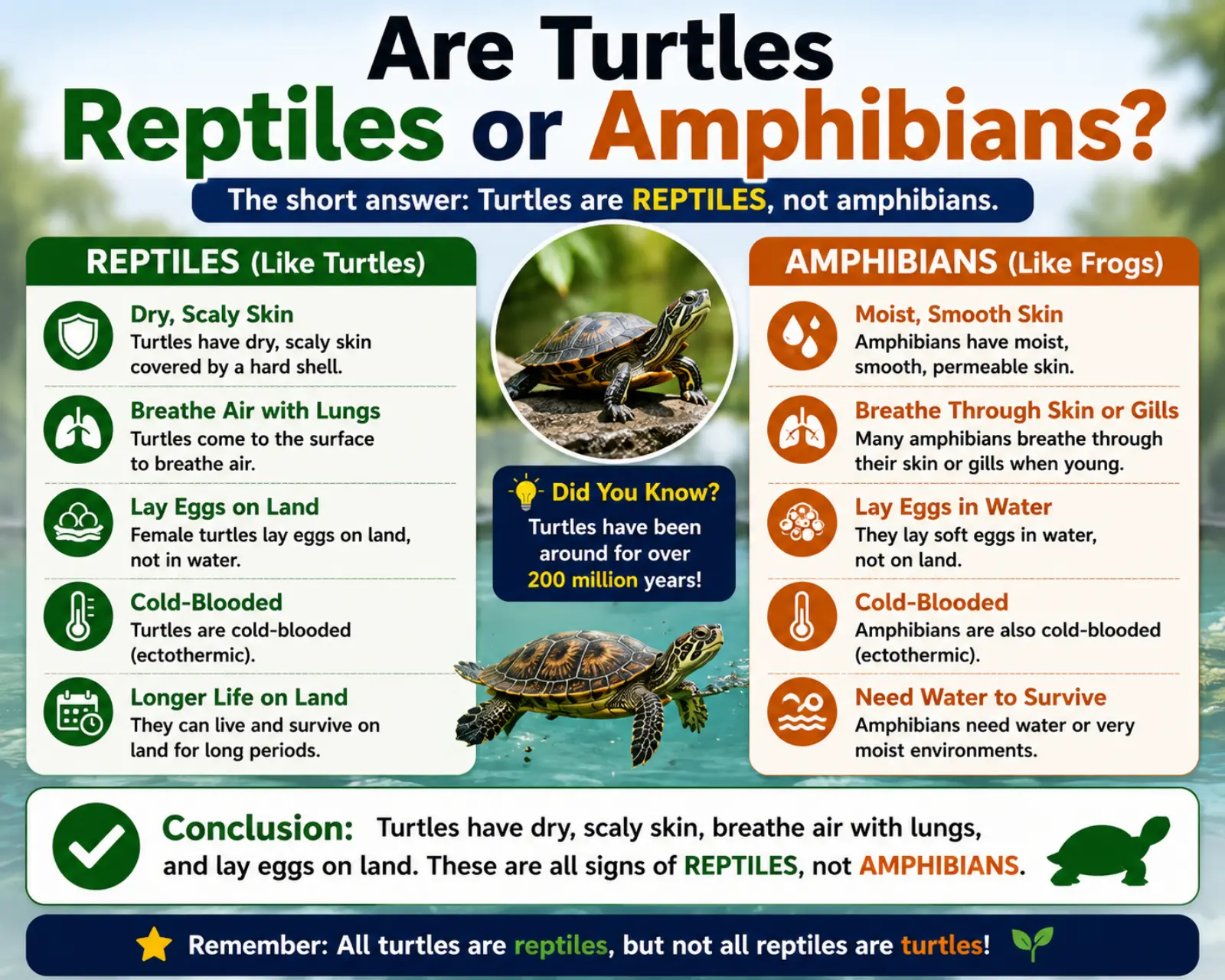 Are Turtles Reptiles or Amphibians