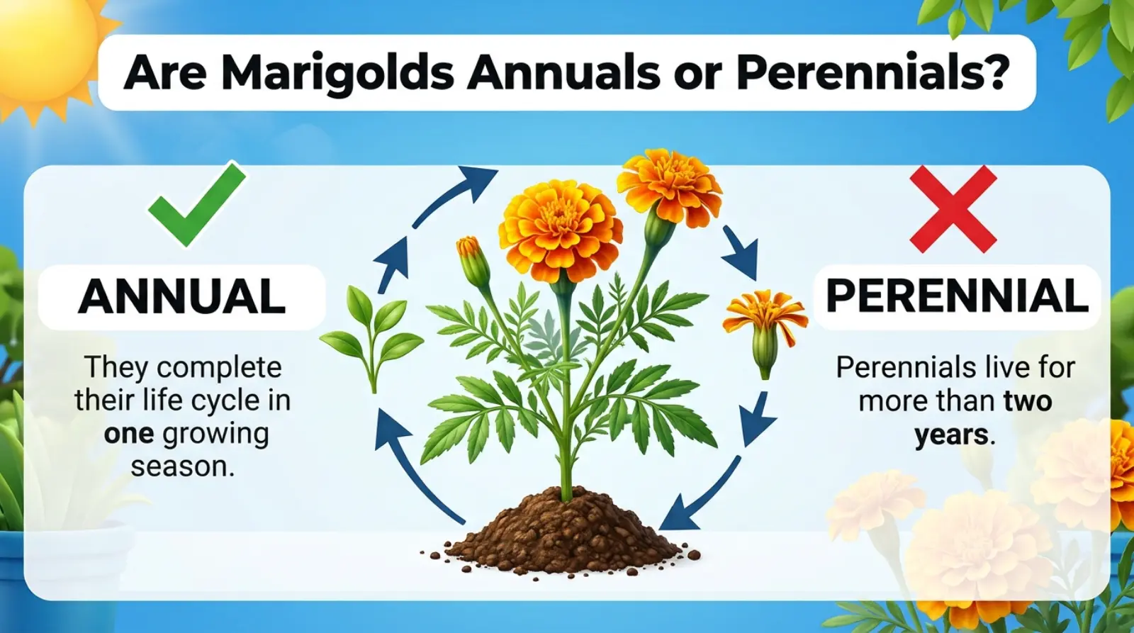 are-marigolds-annuals-or-perennials